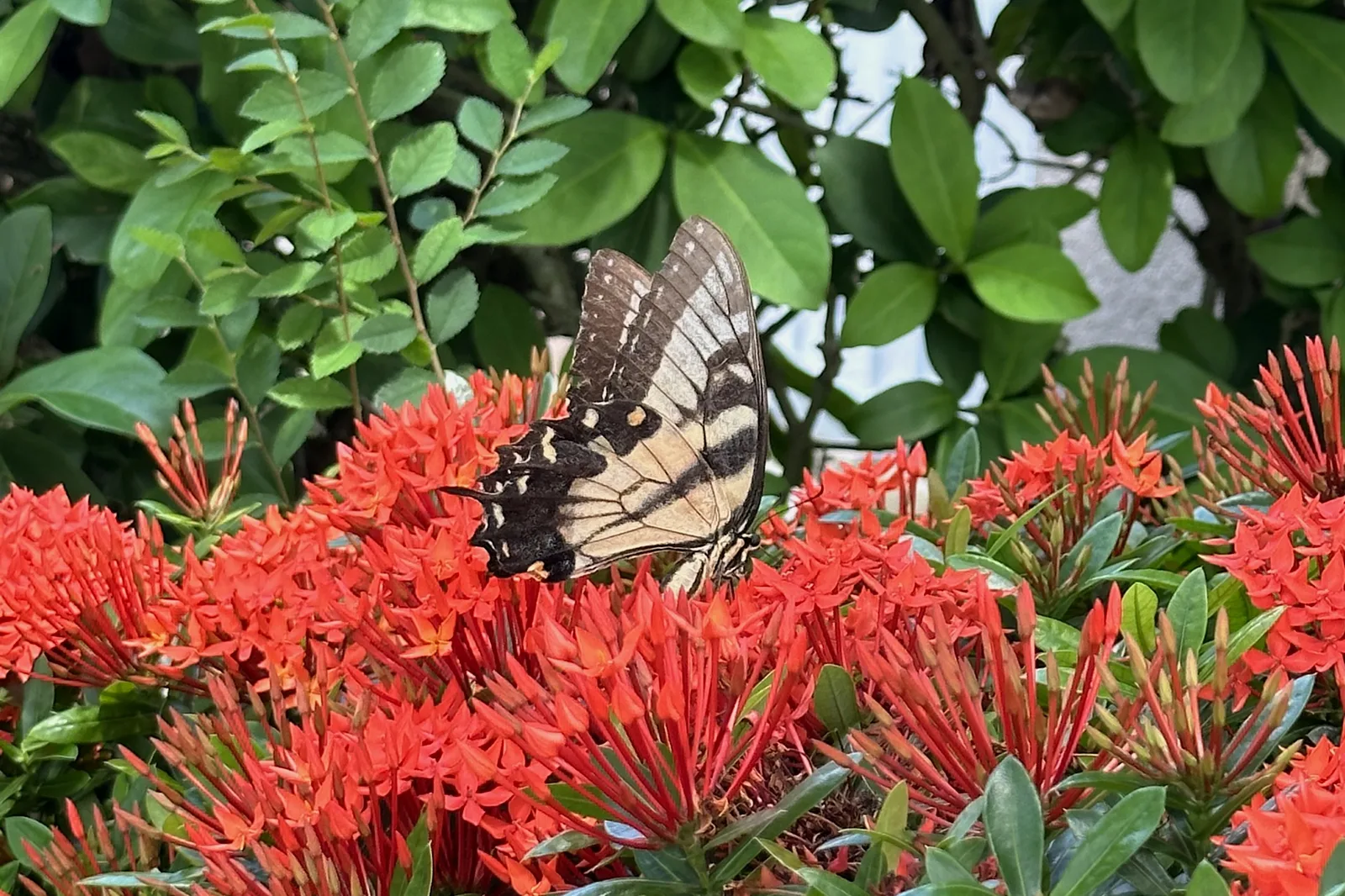 A swallowtail butterfly on ixora flowers in Horizon West