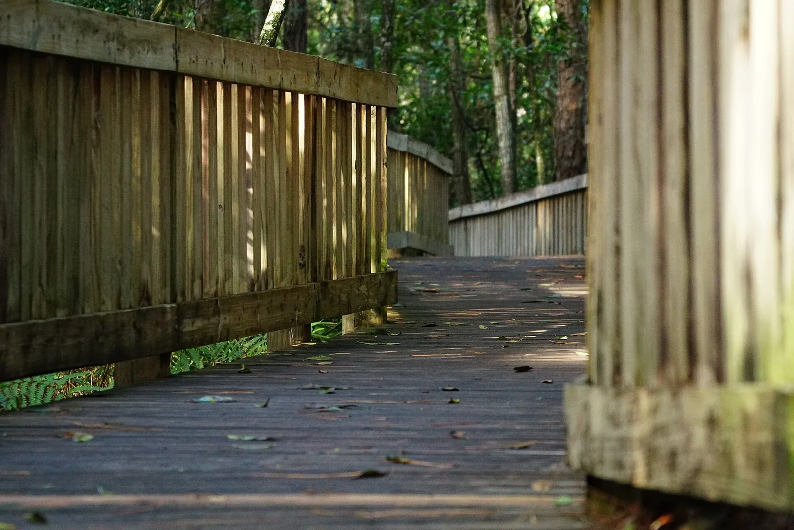 The boardwalk at Tibet-Butler Preserve, the Orange County nature preserve on Winter Garden-Vineland Road just east of Horizon West