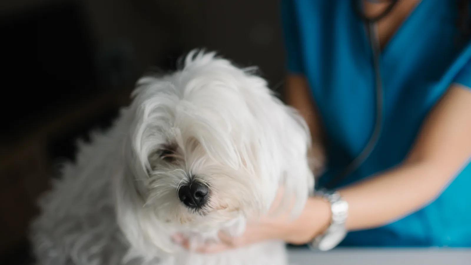 A veterinarian examines a small white dog on an exam table. The picture is not taken at the Horizon West hospital.